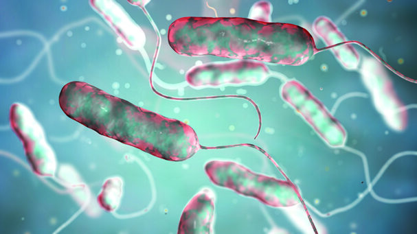 TW0724_Legionella pneumophila bacteria.jpg