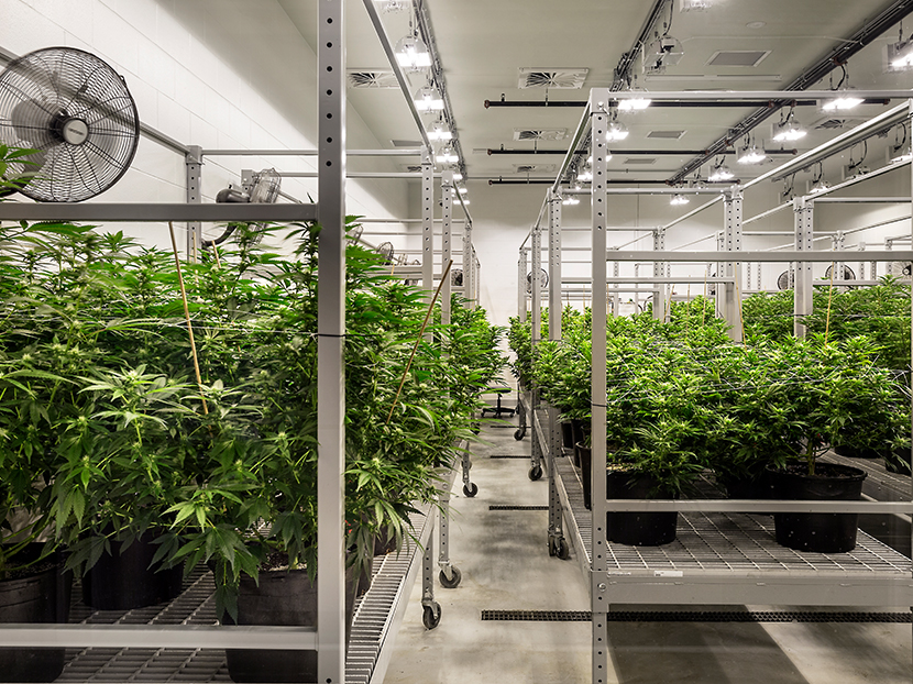 Cannabis Grow Facility Design 101, Part 1 | Phcppros