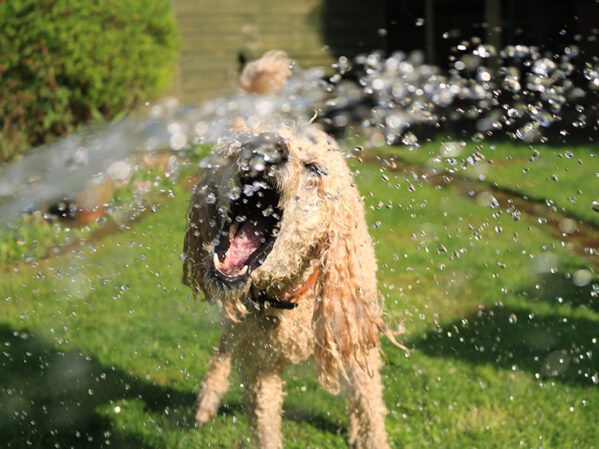 Murdock Mfg. Celebrates National Puppy Day with List of Best Dog Parks in US